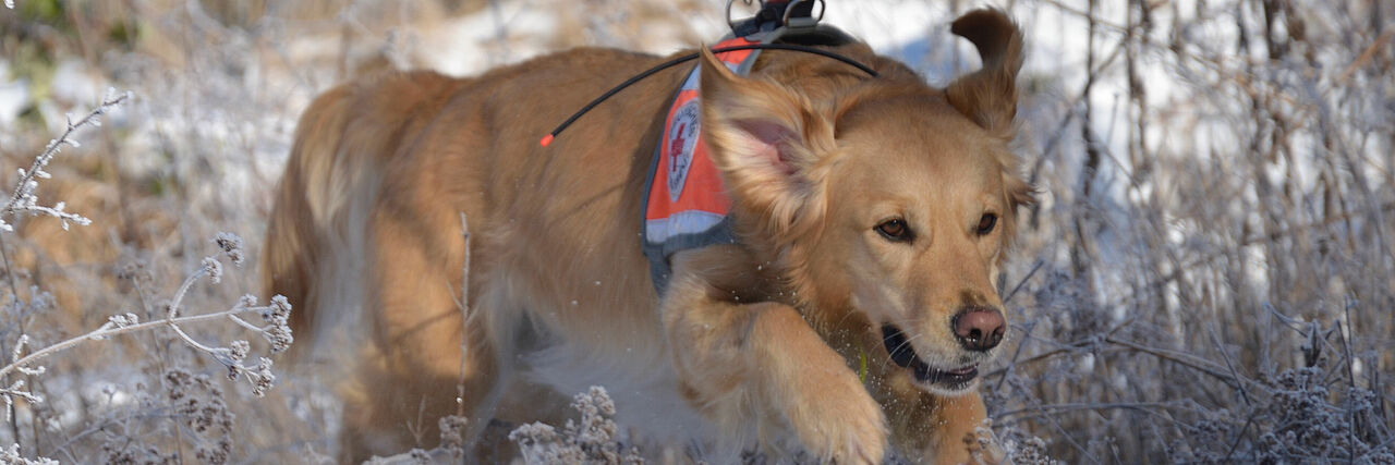 golden Retriever rennt durch gelände